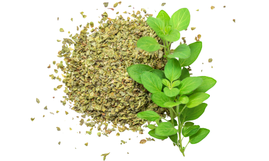 Ginkgo biloba